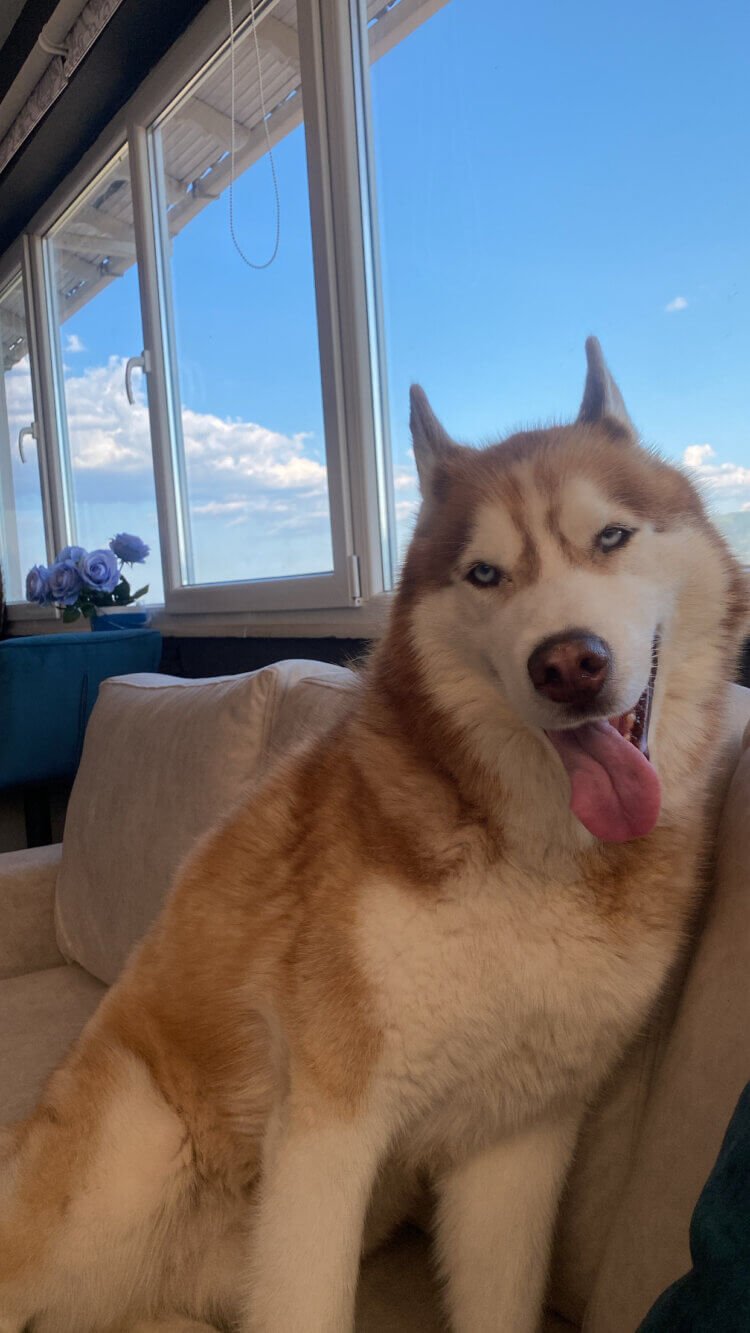 «Η ανιδιοτελής αγάπη που μας μαθαίνουν τα ζώα»